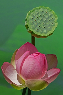 伍…公子~~采集到花