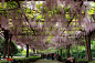 紫色浪漫---也拍嘉定紫藤公园 - 上海 - PhotoFans摄影网