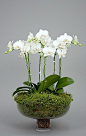 I would love couple of white orchids (real or silk) to arrange in a glass or white footed tureen with moss