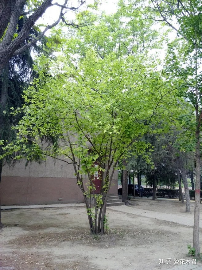 国家Ⅱ级保护濒危珍稀植物 秤锤树