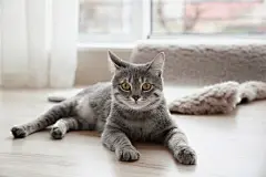 点击来源直接获取大图文件 |Cute tabby cat lying on floor at home