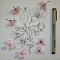 植物笔记。作者：Noel Badges Pugh 手绘 水彩 花卉 铅笔画 钢笔画
