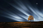 tree-in-meadow-with-full-moon-in-evening