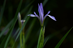 烟雨兰花采集到兰花