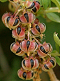 Coriaria Myrtifolia: 