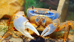 火龙果在搬砖采集到蟹