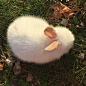 可爱 小白兔 头像 背景图