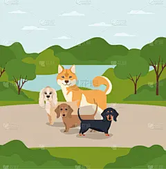 狗,宠物,性格,动物群,可爱的,纯种犬,自然美,小的,露营,爱