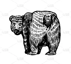灰熊。棕色的野生动物。后视图。可爱的屁股和尾巴。手绘雕刻的旧素描t恤，纹身或标签或海报。矢量图