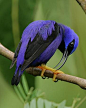 紫色旋木雀
purple honeycreeper