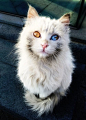 Fire and Ice. Beautiful cat with different colored eyes.