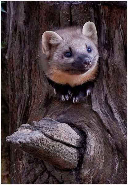 photograph pine marten by cor pijpers on 500px