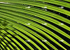 棕榈 花卉背景 美丽的大自然 笔记本电脑壁纸 叶 自由背景