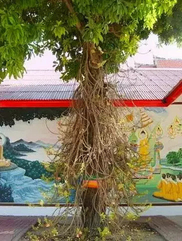 菩提树