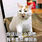 有没人知道这只猫的出处_斗图吧_百度贴吧