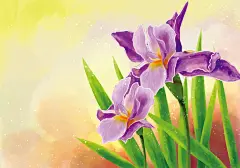 手绘鸢尾花矢量插图Hand Draw Iris Flower Illustration :  