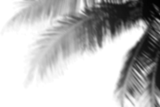 植物光影/影子