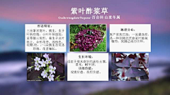 水歌歌采集到植物习性