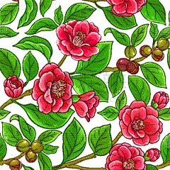 茶花,枝,式样,白色,种子,农业,清新,化妆用品,植物,花