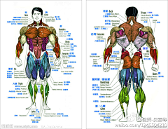 青霜白墨采集到肌肉