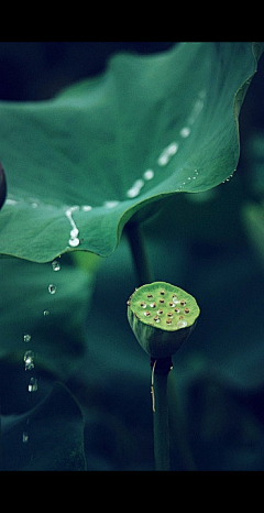 雨中的背影采集到那些花儿