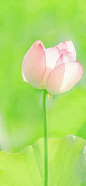 《莲的心事》