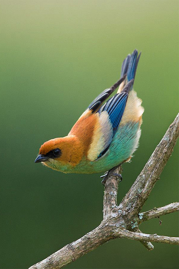 雀形目裸鼻雀科唐加拉雀属栗背唐加拉雀