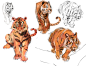 Tiger Studies by medders