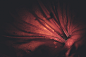 dark floral Flowers lightroom Nature Photography 
