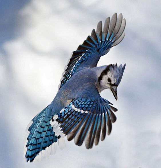 绘画参考雪中精灵冠蓝鸦bluejay67676767