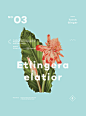 B de Ben Biondo : A ver, ¿cómo lo diría? su About es el más corto y con menos flores que conozco- pese a que vamos a hablar de sus flores, mejor dicho: planta...