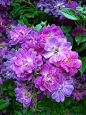  紫色的玫瑰是罕见的。这是无刺，耐荫紫玫瑰香！
