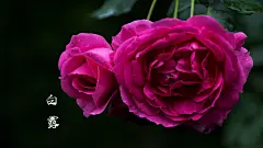二十四节气桌面壁纸，白露