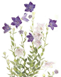 桔梗

　　桔梗科桔梗属植物，多年生草本，叶子卵形或卵状披针形，花暗蓝色或暗紫白色