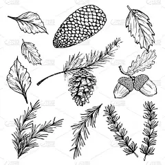 手绘病媒图解-森林秋季冬季系列.云杉枝、橡子、松果、落叶.