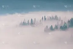 美丽梦幻的森林黎明景色背景。山顶上的云杉从晨雾中探出头来。