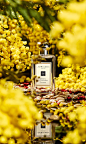 含羞草与小豆蔻香水 | Jo Malone 
以现代香氛演绎手法诠释英伦波西米亚风情。
 甜美金黄的含羞草与新鲜碾压的小豆蔻辛香之上，香气氤氲，在粉质天芥花和大马士革玫瑰掩映下， 香浓的熏草豆芬芳与柔滑的檀香气息交织糅合，温暖，飘渺，令人迷醉。