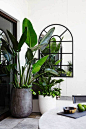 Giant Bird of Paradise (Strelitzia Nicholai). Image from Adam Robinson Design's Casaba Waterloo White project