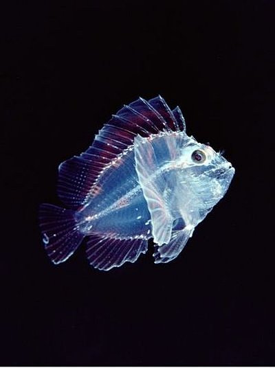 美丽而神奇的半透明海洋生物(组图)