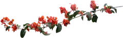 花朵免抠素材（五） - xcbwuyi6565 - wuyi