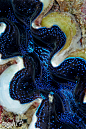 another giant clam pattern by aquanauts74 on deviantART