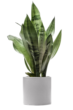 咸鱼打团子采集到植物