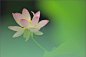一组荷花摄影美图，真棒