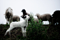 Sheep on a dike : Sheep on a dike