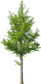Tree Psd, Tree Photoshop, Tree Images, Watercolor Trees, - Front View Tree Png (869x1600), Png Download