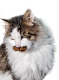 黄猫0