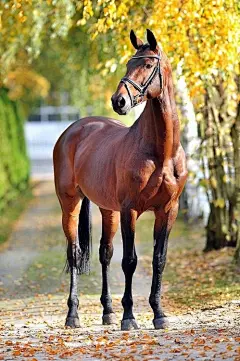 With a big black horse and a cherry tree