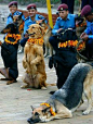 cop's dog in Nepal. after being worshiped