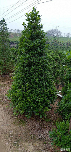 文若WR采集到AAA——植物