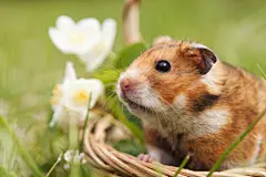 点击来源直接获取大图文件 |Little hamster in a basket with flowers